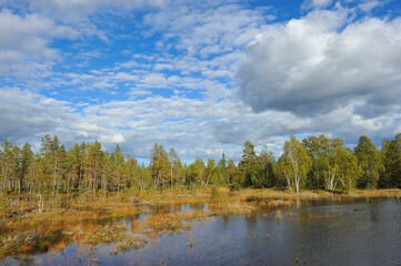 Fototapeta na wymiar Nationalpark Hamra in Schweden im Herbst