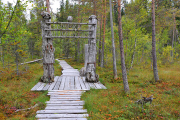 Nationalpark Hamra in Schweden im Herbst - obrazy, fototapety, plakaty