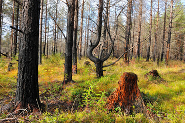 Nationalpark Hamra in Schweden im Herbst