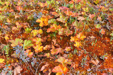 Nationalpark Hamra in Schweden im Herbst