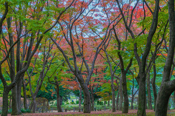 紅葉の様子
