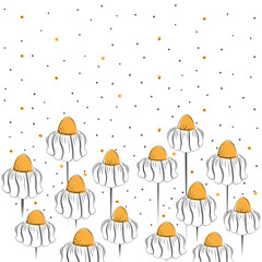 Chamomile field during flowering. Vector floral illustration.