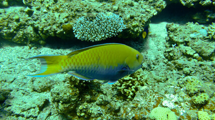 Fototapeta na wymiar corl reef fish