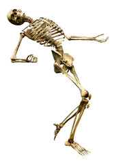 3D Rendering Human Skeleton on White