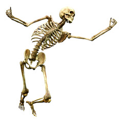 3D Rendering Human Skeleton on White