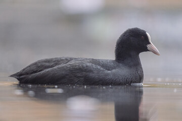 Shallow focus of a black eurasian coot in the lake