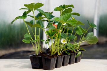 Młode sadzonki truskawki zebrane w doniczkę zbiorczą - tzw. multiplat. 10 sztuk sadzonek...