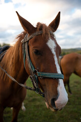 Obraz na płótnie Canvas muzzle of an adult brown horse close up