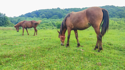 two brown horses grazing in nature