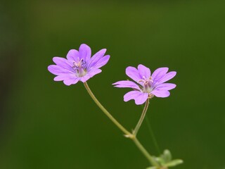 Fototapeta premium purple small flowers Geranium molle wild plant
