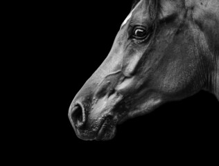 Beautiful arabian horse portrait on black
