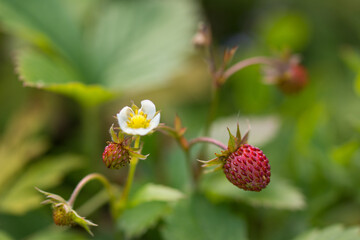 fraise des bois,fraise, fraisier des bois,Fragaria vesca, fraisier, espèce,plante, plantes...