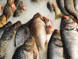 Sea bass fish, carp fish and Salmon fish a lot on ice. City market, counter with seafood. Seafood on display.