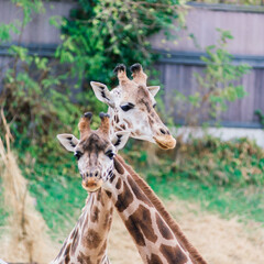 Close up portrait of giraffe camelopardalis in nature and zoo
