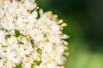 White and Yellow Flower with Bug Bee Wasp Pollinating Pollen White Sun Green Background Close Up Shot Macro Photography 