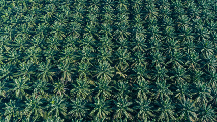Fototapeta Green of nature farm. high angle view of oil palm plantation planted in an orderly manner at South east asia obraz