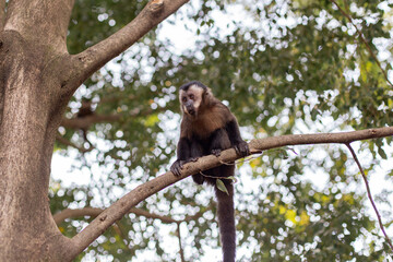 brown nail monkey on a tree in Brazil