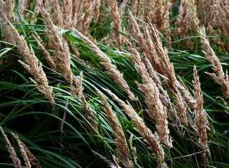 dry grass on meadow at autumn close up