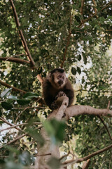 brown nail monkey on a tree in Brazil