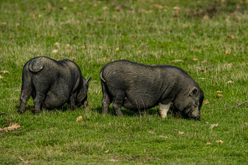Couple of black pigs foraging on green grasses on a farm