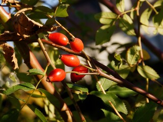 red,edible and healthy fruits of wild rose close up