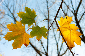 The last chords of the autumn yellow-leaved podolist on a background of blue sky.
