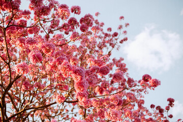 blossom ipês in spring