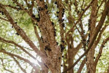 Jabuticaba fruit tree with fruits in Brazil