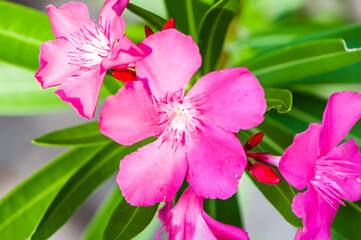 A Beautiful Pink Tropical Flower Group of Flowers Purple Magenta Greenery Green Background Sweet Pretty 
