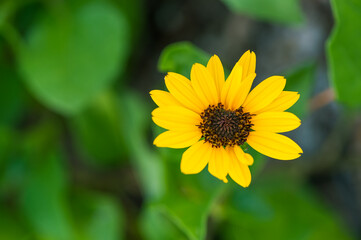 A Beautiful Yellow Tropical Flower with Green Background Colorful Fun Sweet Pretty 
