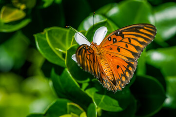 A Closeup Macro Photography Shot of a Monarch Butterfly Orange Green Background Insect Beautiful Pollinating a Flower Good for the Earth 