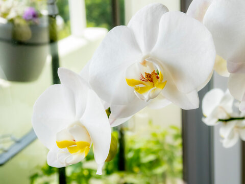 Orchideen, Orchidee (Orchidaceae)