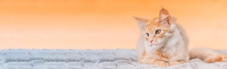 Foto op Plexiglas Cat Copy Space Background In Calming Coral Color Colour. Young Red Maine Coon Cat Lying On Sofa. Coon Cat, Maine Cat, Maine Shag. Amazing Pets Pet. Portrait On Backdrop In Yellow Light Orange Colors © Grigory Bruev