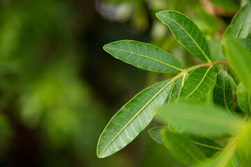 green vegetation in the forest, beautiful green landscape in summer day