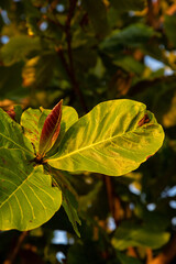 green vegetation in the forest, beautiful green landscape in summer day