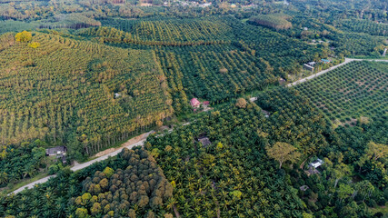 Aerial view of beautiful palm oil plantation at Thailand southeast asia.