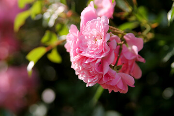 Roses in the garden. Pink roses and natural background. Background image.