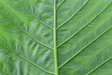 background texture green leaf structure.