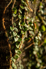 green vegetation in the forest, beautiful green landscape in summer day