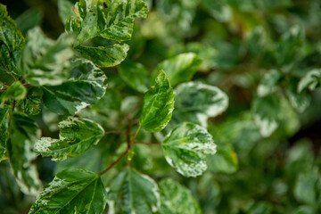 green vegetation in the forest, beautiful green landscape in summer day