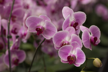 Beautiful pink orchid branch with flowers and buds on the bokeh background in close-up.