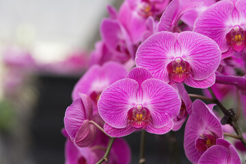 Selective focus shot of beautiful red and white striped Dendrobium, orchid phalaenopsis on the bokeh background. - obrazy, fototapety, plakaty