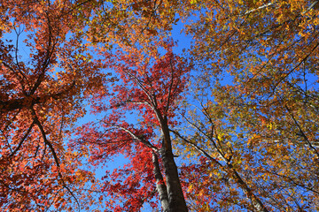 Oak trees with vivid autumn leaves on blue sky background - 475539575
