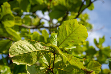 green vegetation in the forest, beautiful green landscape in summer day