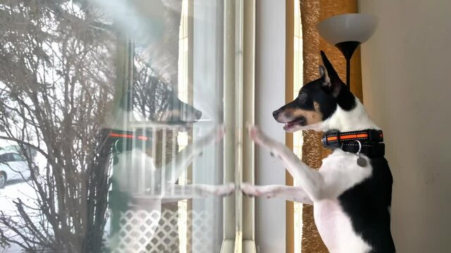 A Toy Fox Terrier dog wearing a Dog Bark Collar, Humane No Shock Training Vibration and Beeps Active Mode, scratching at the window.