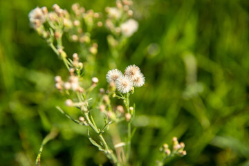 Obraz premium Tropical flower in the field, natural green vegetation, beautiful summer day landscape