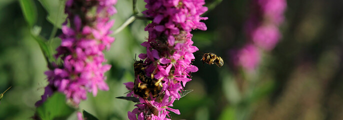 A flying honey bee collects pollen on a purple flower. Bee flying over purple flower