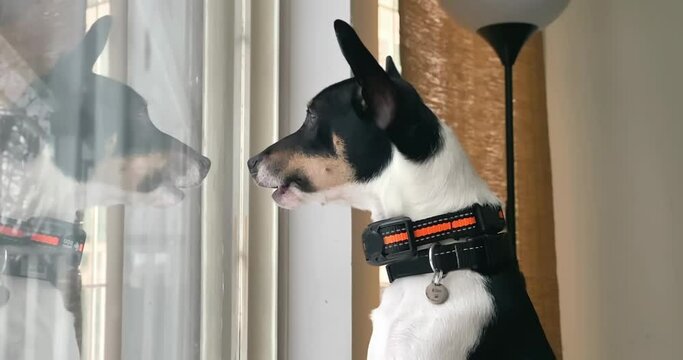 Calgary, AB, Canada. Dec 17, 2021. A Close up of a Toy Fox Terrier dog wearing a Rechargeable Dog Bark Collar with Dual Motor Function, Humane No Shock Training Vibration and Beeps Active Mode.