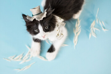 small funny  farner black and white kitten on blue background play with straw, wheat, watering can
