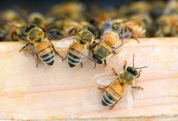 Macro image of the working bees on honey cells. Bee on honeycomb. Apiculture. Close up of a frame with a wax honeycomb of honey with bees on them. Apiary workflow. panoramic, copy space.
